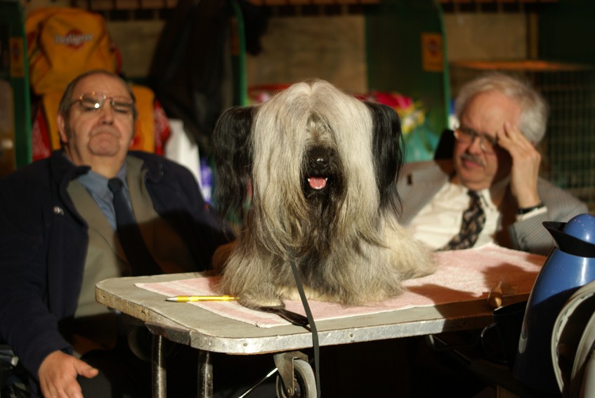 CRUFTS psy i ich właściciele