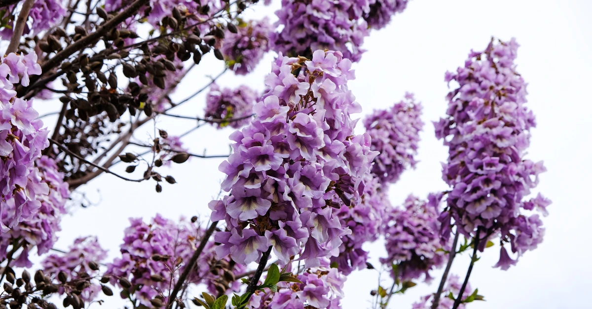Rośnie błyskawicznie, kwitnie obłędnie. To drzewo doskonale zastępuje sztuczne osłony