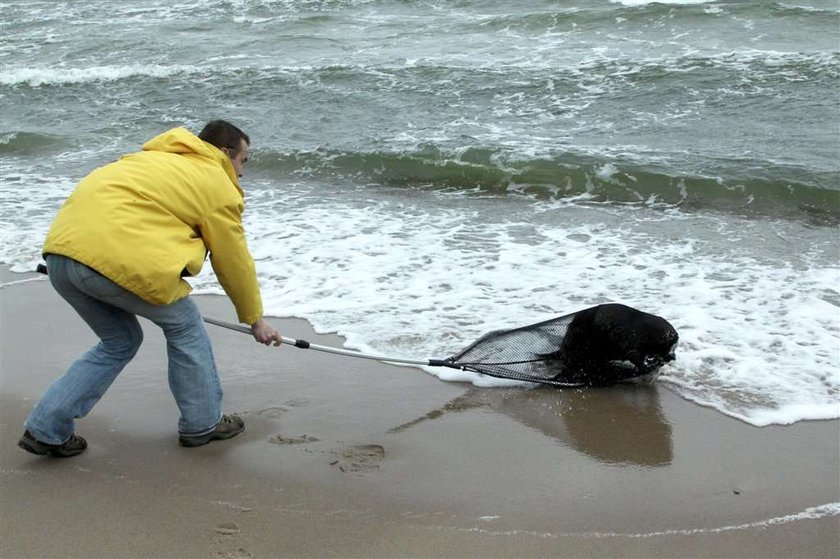 Bobry na plaży