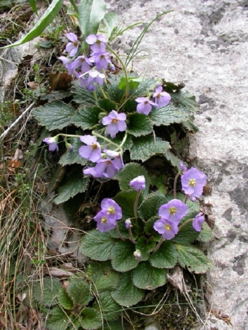 Cvet Natalijina ramonda je poznat i kao cvet feniks koji se, i kada se potpuno osuši, ako se zalije, može oživeti