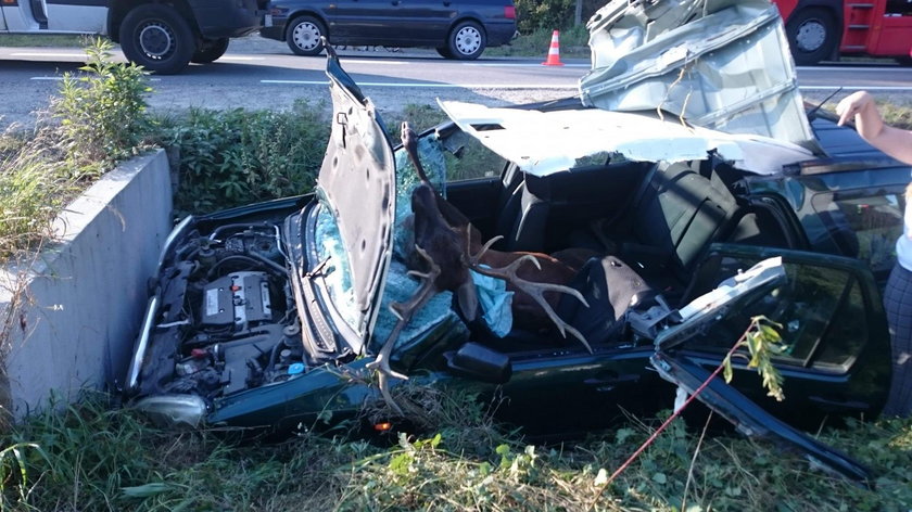 Zderzenie jelenia z autem w Olszynach. Zwierzę wylądowało w środku
