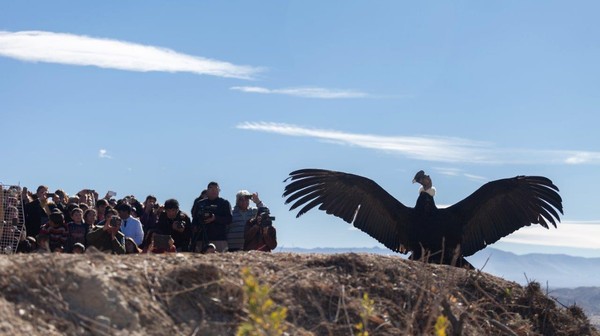 Kondory to ptaki, które łączy z ludźmi wiele wspólnych cech