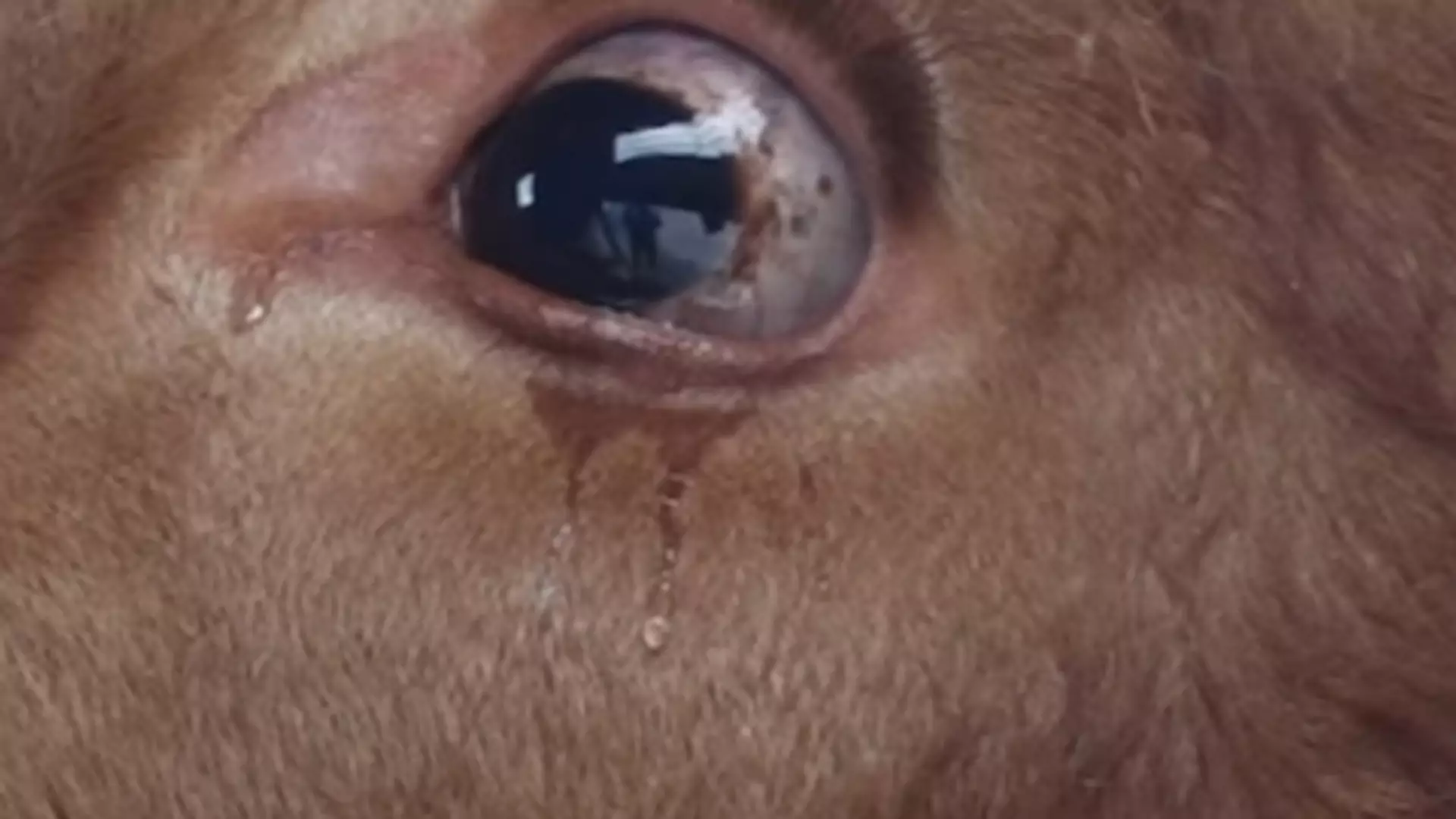 Ludzie ładują krowę na przyczepę, a zwierzę płacze, bo myśli, że jedzie na rzeź