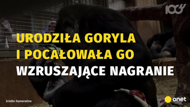 Narodziny gorylka - wzruszające nagranie