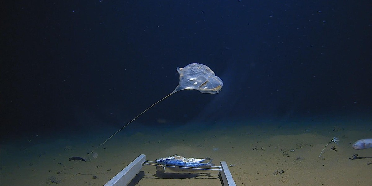 Tajemnicze stworzenie na dnie Oceanu Indyjskiego. Badacze nie mogli uwierzyć własnym oczom