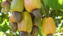 FG targets $500m revenue from cashew export in 2023 –NEPC
