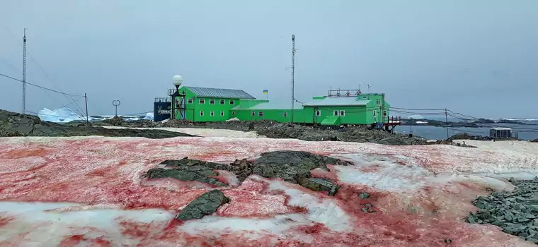 Na Antarktyce pojawił się... "krwawy śnieg" - skąd wzięło się to zjawisko?