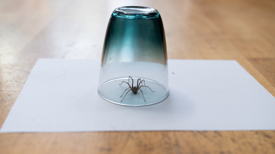 Boisz się pająków? Dzięki tej metodzie nie znajdziesz już ani jednego w swoim domu 