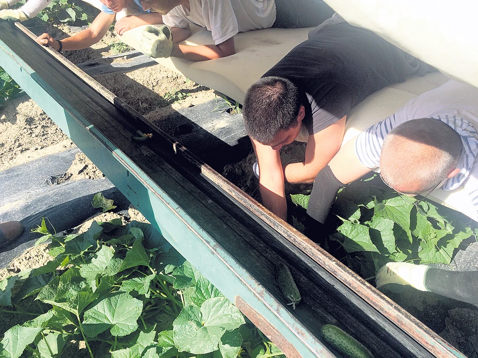 Na njivi bolje nego među zidinama, kažu osuđenici