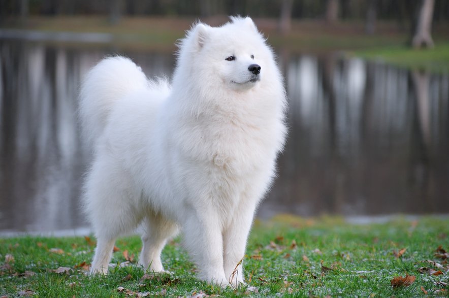 Samoyed - Kseniya Abramova/stock.adobe.com