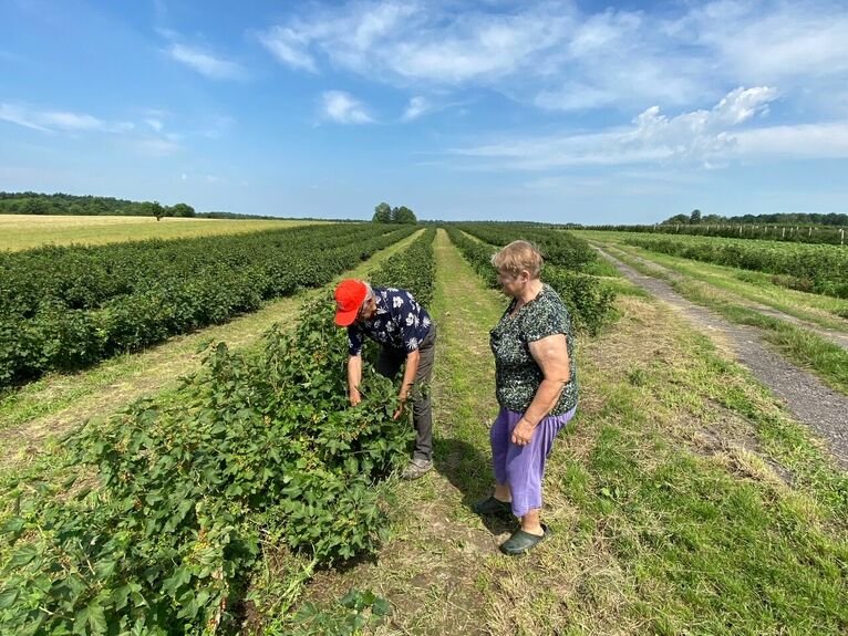 Gizowie stracili 80 procent owoców.