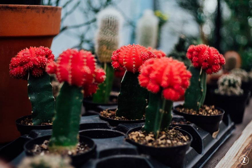 Gymnocalycium (Gymnocalycium mihanovichii)