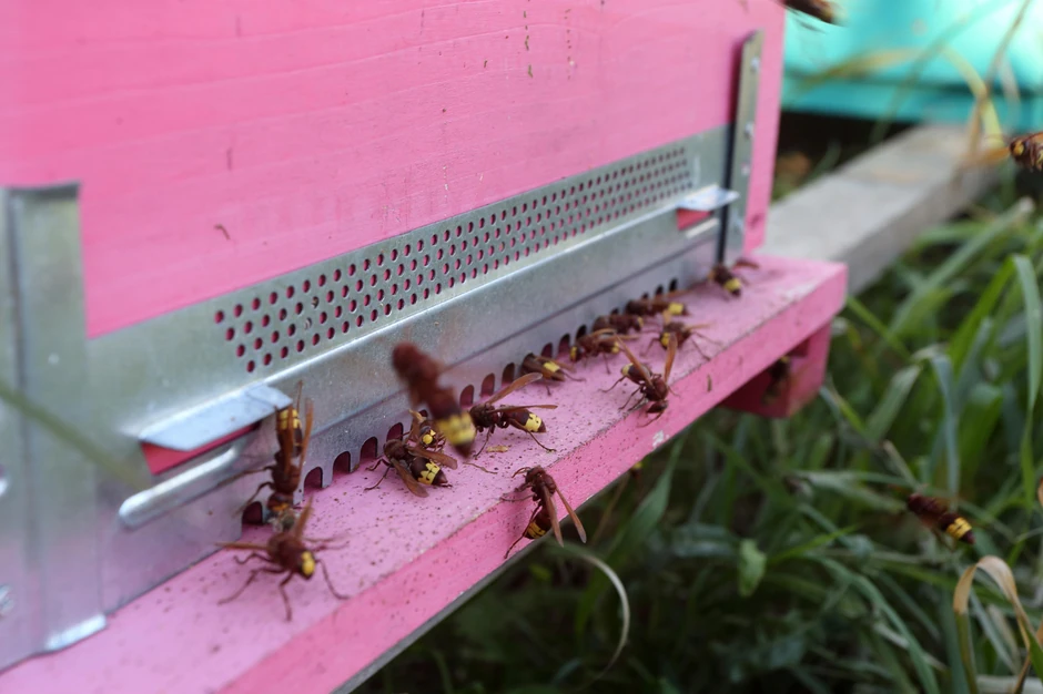 Orijentalni stršljen predstavlja opasnost i za pčele