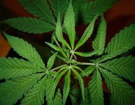 493539-cannabis-d000000960d6afc956488