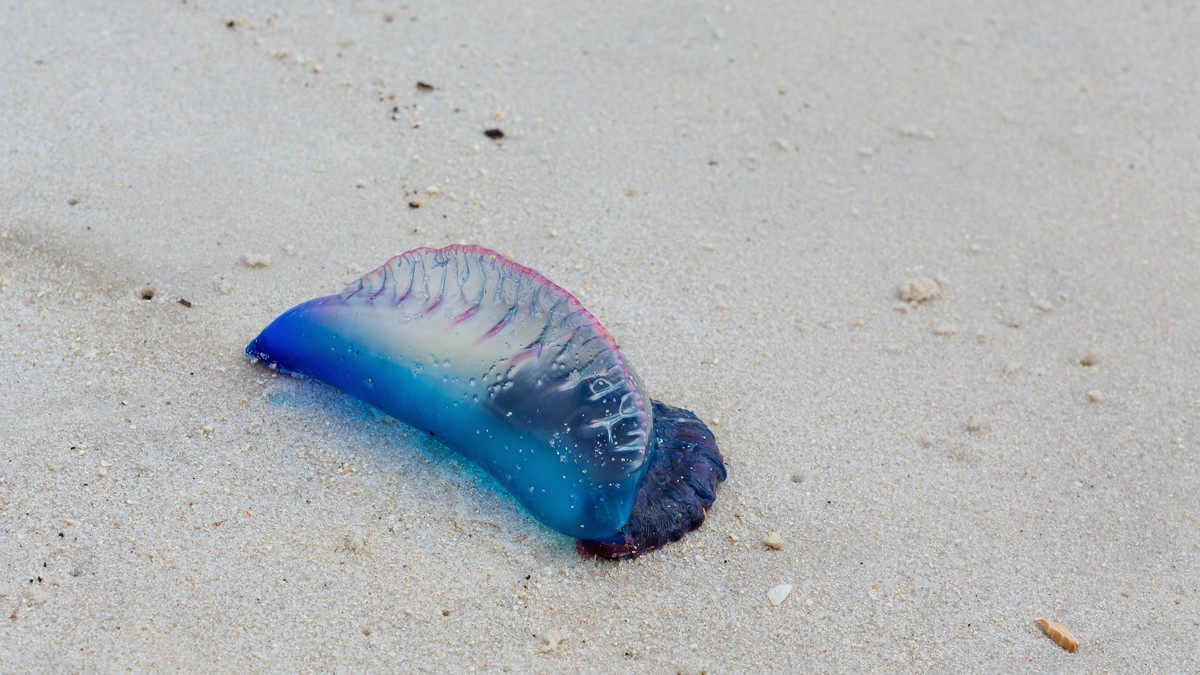 Morski jež sa pipcima