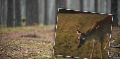 Eksperci alarmują. "Choroba zombie" u jeleni może być niebezpieczna dla ludzi