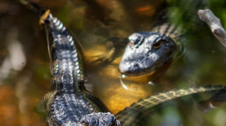 Jó kezekben van a kis kajmán /Fotó: Northfoto/