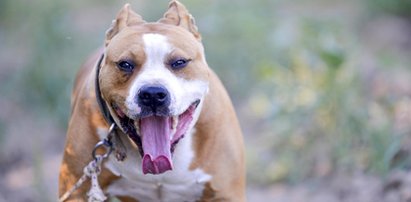 Horror na placu zabaw! Amstaff zaatakował bawiące się dzieci