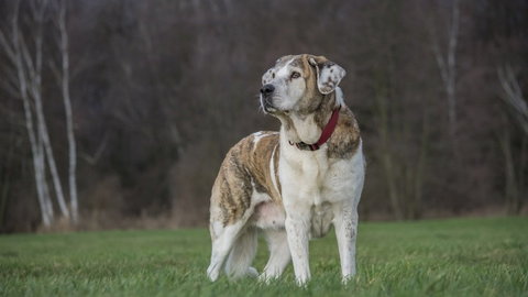 Prefektura departamentu Aveyron zezwoliła na odstrzał bezpańskich psów - iFrancja
