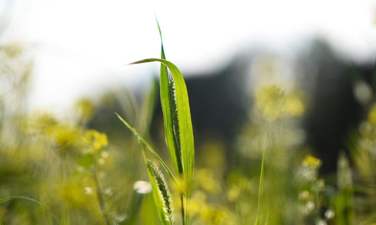 Rośliny "krzyczą" pod wpływem stresu. Według badań zwierzęta to słyszą