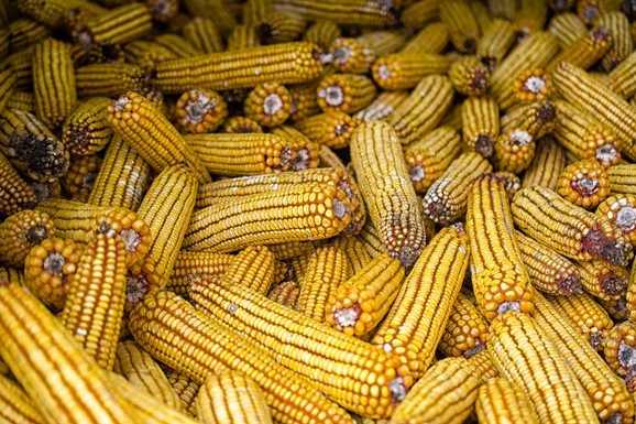 Produktna berza: Smanjena trgovina nakon praznika, tržište u znaku pšenice, ovo su cene