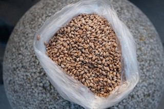 Rolnicy gromadzą ziarno. Nie ma szturmu na skupy zbóż, mimo że ceny rosną