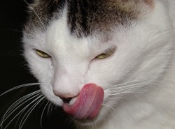 Dlaczego Mruczek jest taki gruby?