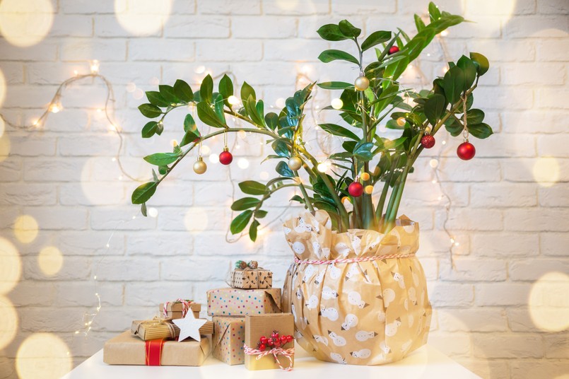 Houseplant,Christmas,Tree.,Alternative,Zero,Waste,Christmas,Tree,Plant,Zamioculcas.