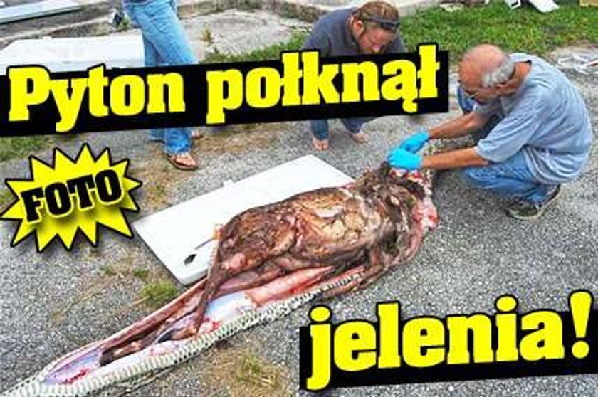 Pyton połknął jelenia! ZDJĘCIA