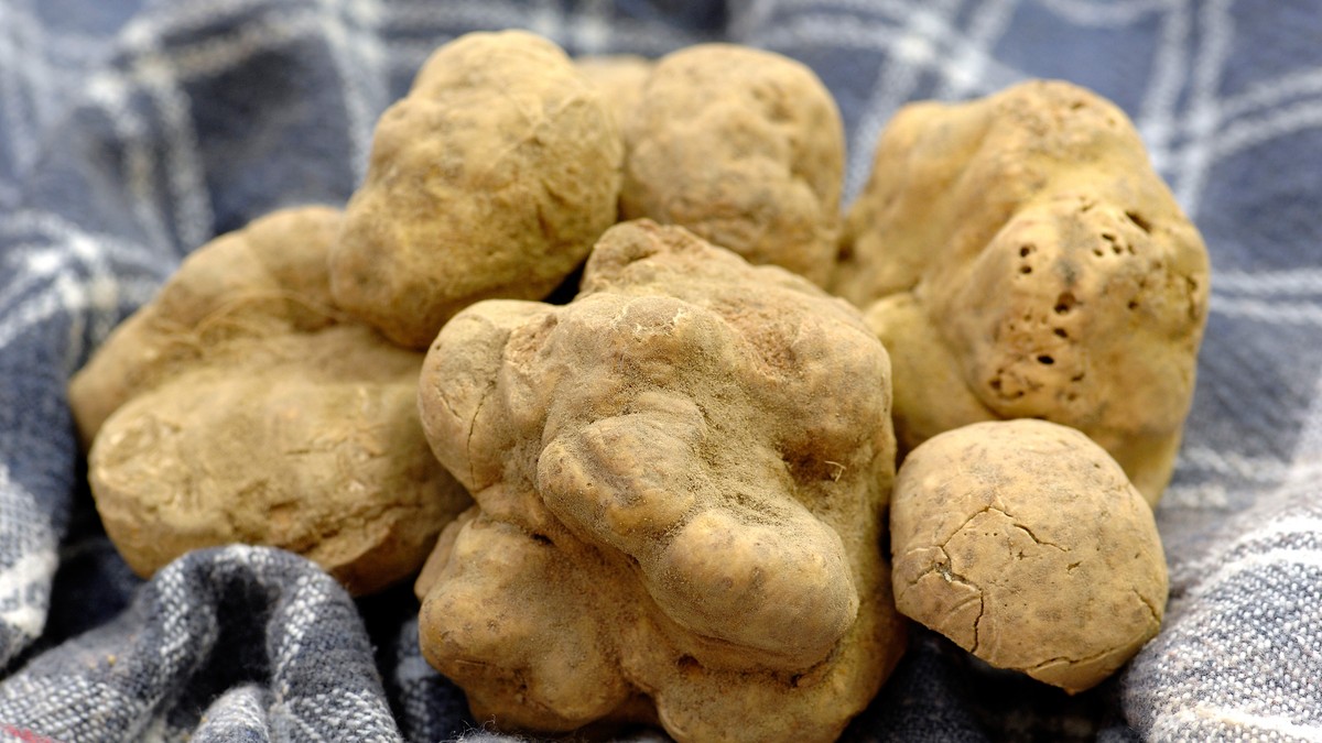 Vrhunac sezone belih tartufa: Kilogram dostiže i do 5.000 evra