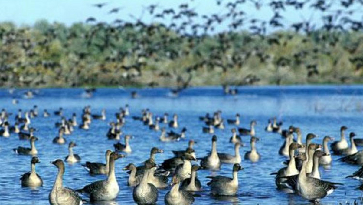 Większość ptaków wędrownych, głównie kaczek i gęsi, opuściła już Park Narodowy "Ujście Warty". Żerowanie uniemożliwił im lód, którym pokryły się rozlewiska.