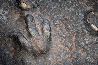 Śledztwo w sprawie kradzieży śladu dinozaura sprzed 200 milionów lat