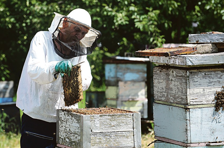pčele med foto Emil Conkic (2)