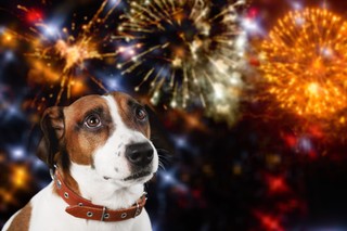 Gminy zakażą używania petard? Jest decyzja rządu