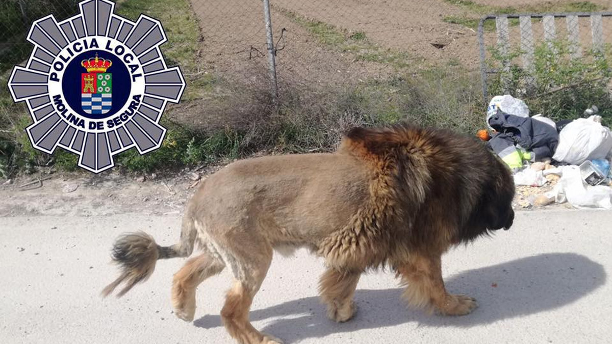 Hiszpania: Psa ostrzyżono "na lwa". Mieszkańcy przerażeni, interweniowała policja