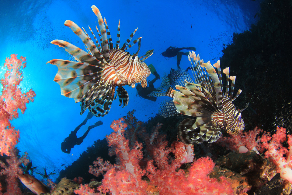 Ryba skrzydlica (Pterois, ognica)