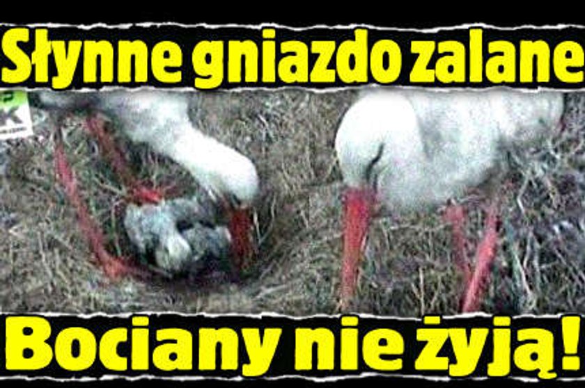 Słynne gniazdo zalane. Bociany nie żyją!