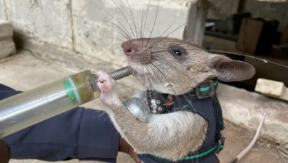 Hátizsákos patkányokat képeznek ki, hogy így segítsenek a földrengés túlélőin