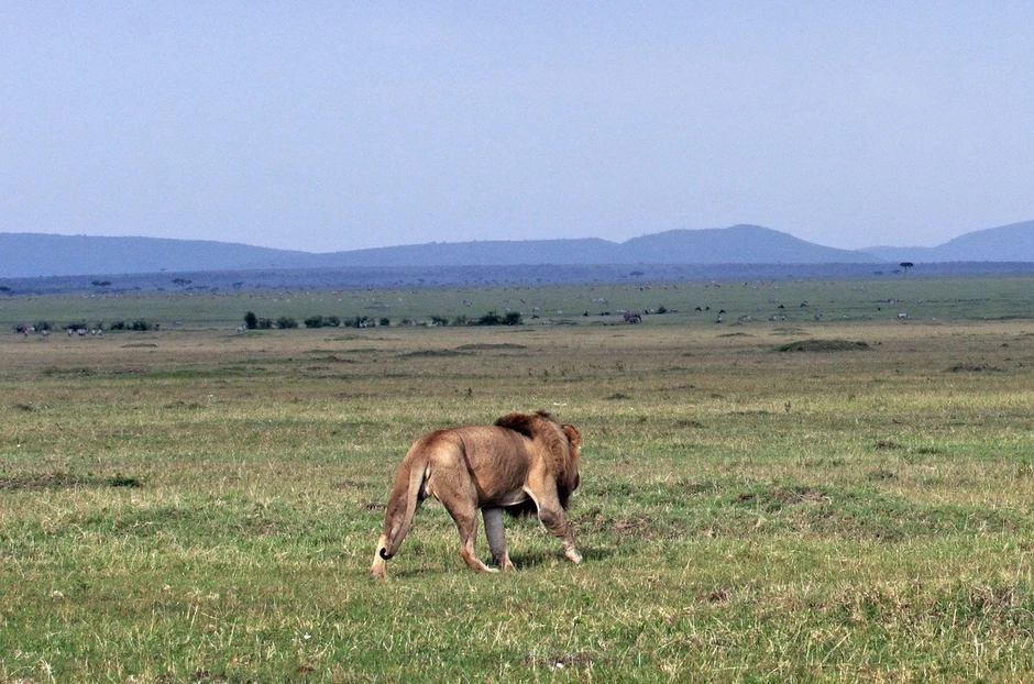 Kliknite za uvećanje (+)