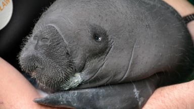 We wrocławskim zoo urodził się manat