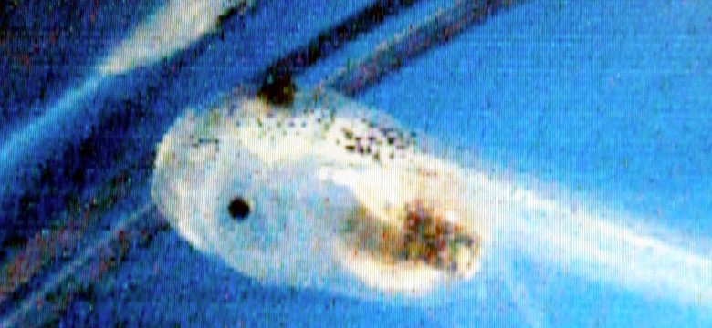 Nobel dla autora metody in vitro
