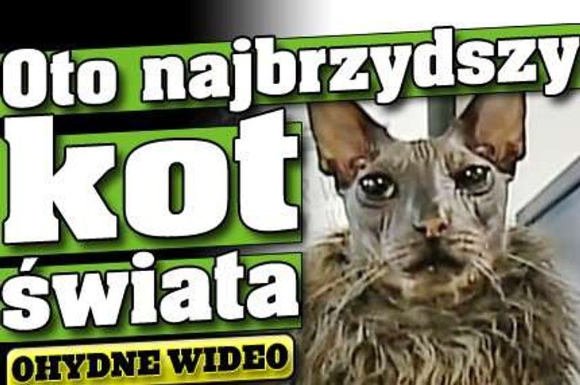 Oto najbrzydszy kot świata. FILM