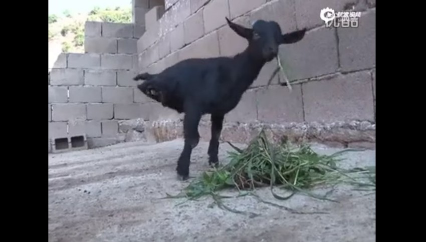 Dvonogo jarence je zvezda u kineskom selu