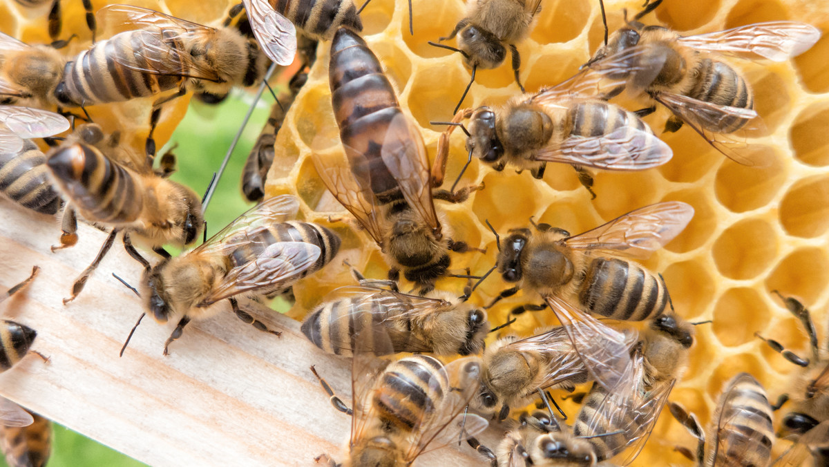 Organizacja ds. Wyżywienia i Rolnictwa ONZ przyjęła, że 3/4 światowej produkcji żywności zależy od pszczół, które zapylają rośliny uprawne. Japońscy naukowcy znaleźli rozwiązanie, które może pomóc uniknąć przepowiedni przypisywanej Albertowi Einsteinowi: „Kiedy z powierzchni ziemi znikną pszczoły, to człowiekowi pozostaną najwyżej cztery lata życia …”.