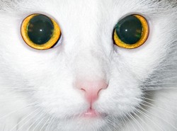 Szkła kontaktowe uratowały wzrok kotu