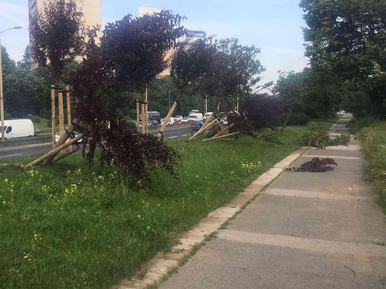 Oborene sadnice drveća