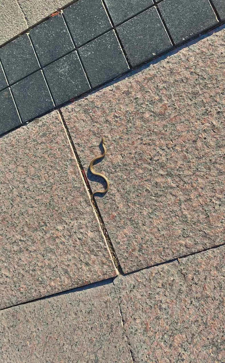 Zmija smukulja koja je danas pronađena na šetalistu u Nišu