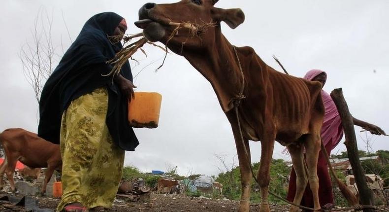 A woman feeds her drought-stricken cattle with dried corn leaves in Mogadishu in a file photo. REUTERS/Ismail Taxta
