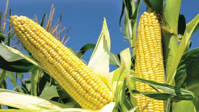 Maize