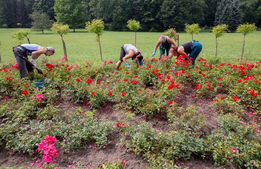 Rosarium w Parku Śląskim